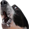 DogChamp