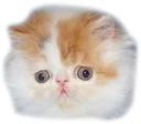 confus