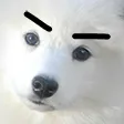 tdogAngery tdogAngery
