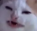 wut