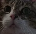 KITTEN