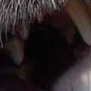 bamboozled_4_6