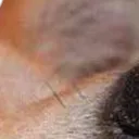bamboozled_2_5