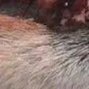 bamboozled_6_5