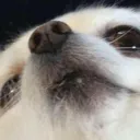 goodboi goodboi
