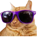 coolcat2 coolcat2