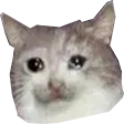 catto