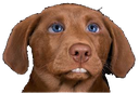 tacodog101 Discord emoji