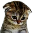 SadKitten