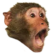 GTChimp GTChimp