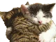 huggle
