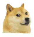 dogespin
