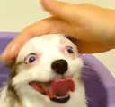 happybenny happybenny