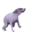 dogeDance