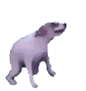 dogdance