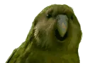 birdup