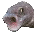 WutFish