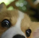 corgiPeek