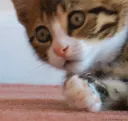 Iminshok