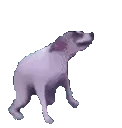 doggodance