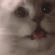 CatShake