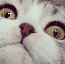 catree