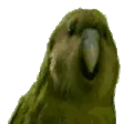 RareBirb
