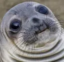 awkwardseal