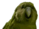 RareParrot