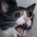 catscream