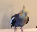 HappyBirb