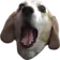 ohmydog