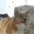 hypeDoge hypeDoge