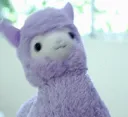 llama