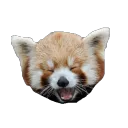 LolPanda