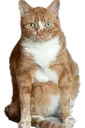 MadMilo