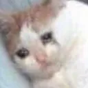 sadFatCat sadFatCat