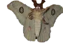 moth