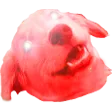 HYPERWOWEE