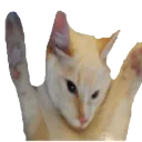 lionDongersGif