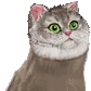 rareobese rareobese