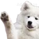 waveBOYE
