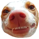 razdog
