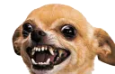 AngryDog
