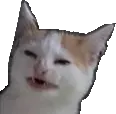 Watcat Discord Emoji