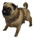 Pug