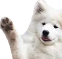 waveboye