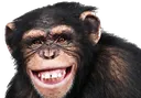 ape1