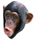 ape2