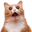 catOMG